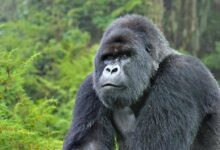The 5120x1440p 329 gorilla image