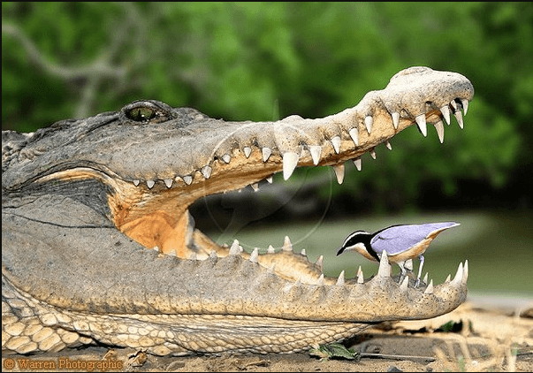 bird cleaning crocodile teeth