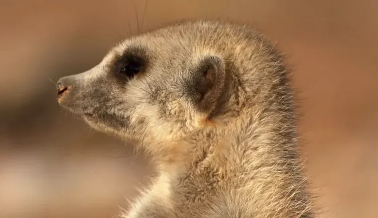 subordinate-meerkat-pac