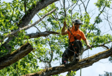 tree service business cards