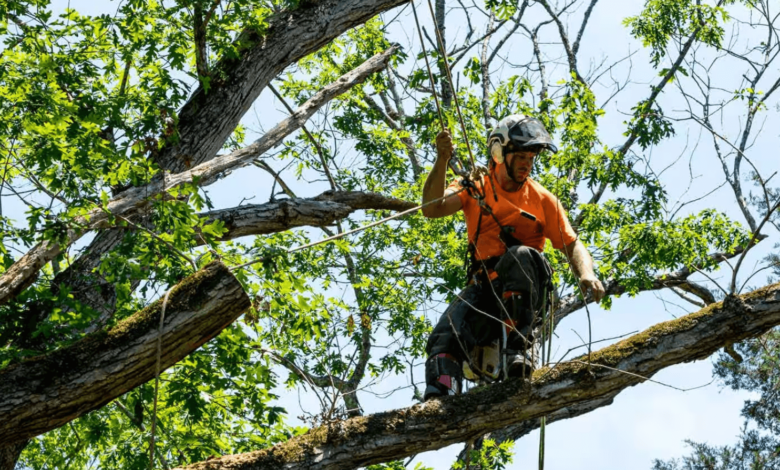 tree service business cards